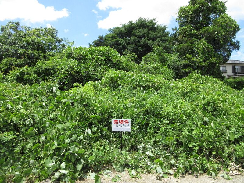 Land for Sale in Ichihara, Chiba - 111 sqm Vacant Plot - Thumbnail 3