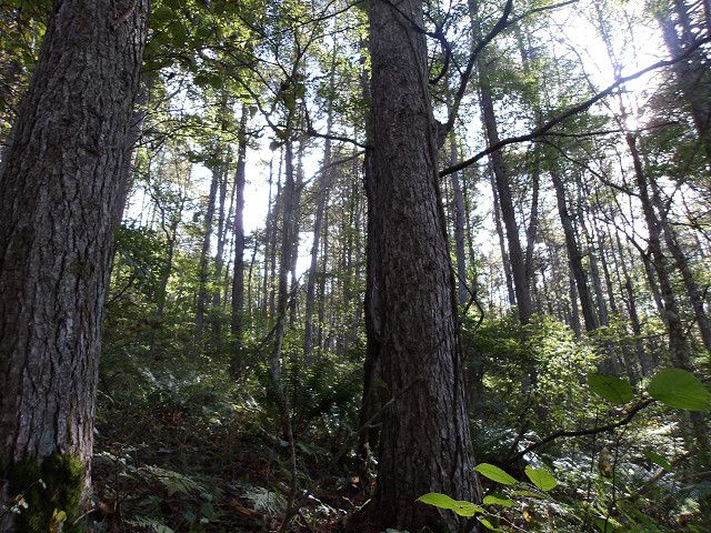 Land for Sale in Nagano City, Nagano - 791 sqm Plot - Thumbnail 2