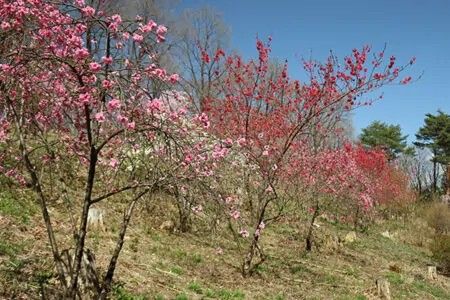 9,268 sqm Mountain Land for Sale in Kurohone, Kiryu, Gunma - Thumbnail 2