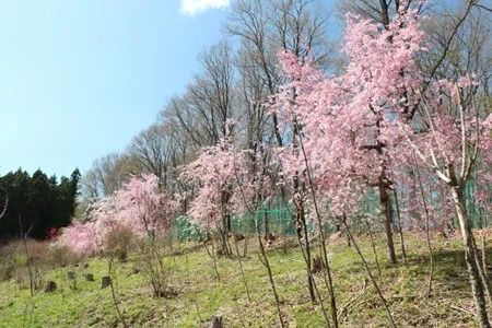 9,268 sqm Mountain Land for Sale in Kurohone, Kiryu, Gunma - Thumbnail 3