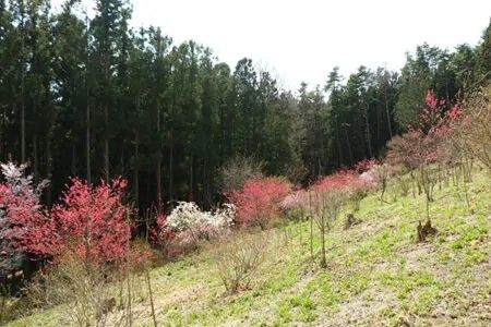 9,268 sqm Mountain Land for Sale in Kurohone, Kiryu, Gunma - Thumbnail 4