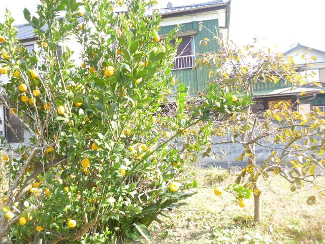 Land for Sale in Tateyama, Chiba - 148.76 sqm - Thumbnail 3