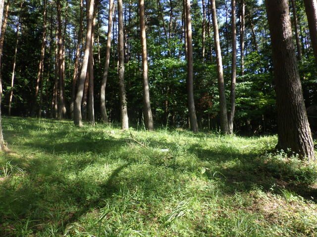Large Sloped Land Plot for Sale in Fujikawaguchiko, Yamanashi - Thumbnail 4