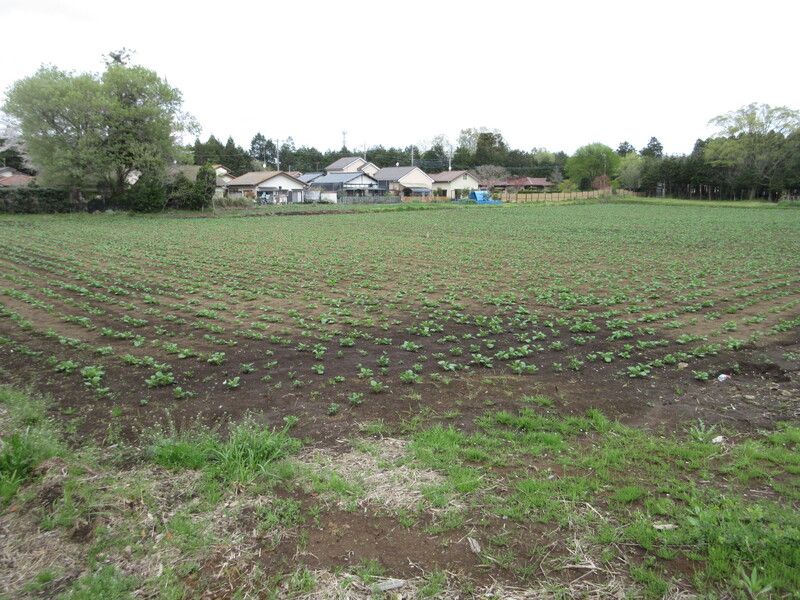 Land for Sale in Ichihara, Chiba - 132 sqm Vacant Lot - Thumbnail 3