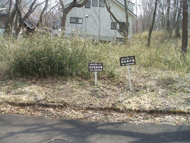 Land for Sale in Nasu-machi, Tochigi - 400 sqm - Thumbnail 3