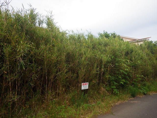 Land for Sale in Tateyama, Chiba - 378 sqm Corner Lot - Thumbnail 3