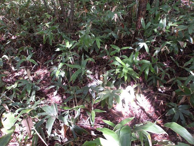 Land for Sale in Hakodate, Hokkaido - 331 sqm - Thumbnail 4