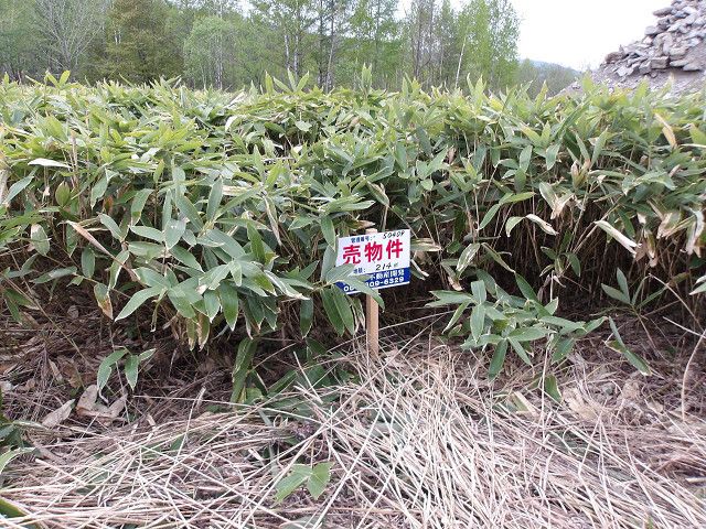 Land for Sale in Asahikawa, Hokkaido - 214 sqm - Thumbnail 3