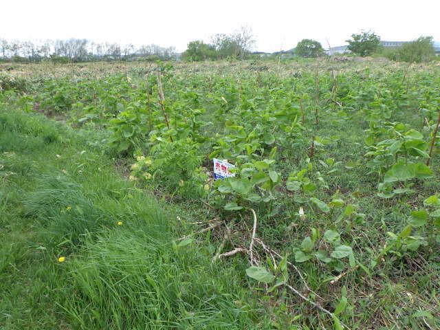 544 sqm Land for Sale in Higashi-ku, Sapporo - Thumbnail 3