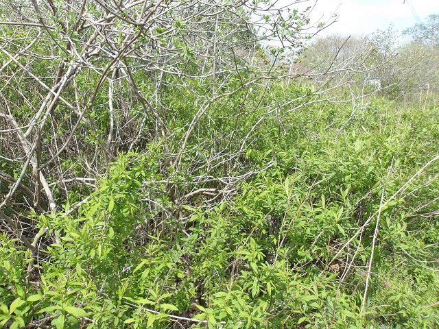 330 sqm Land for Sale in Tomakomai, Hokkaido - Thumbnail 2