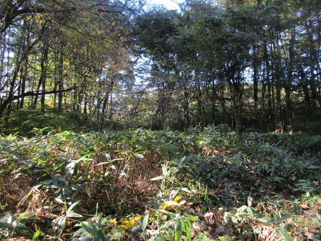 Land for Sale in Kiyosato, Hokuto City, Yamanashi - Thumbnail 2