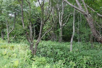 Enjoying hot springs on the Whawao Peninsula on the shores of Lake Kussabiro — Image 1, Shibecha, Hokkaido