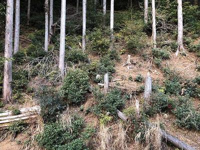 Large Home Near Ikaho Onsen, Shibukawa - 6 Rooms, 2 Bathrooms — Image 4, Shibukawa, Gunma