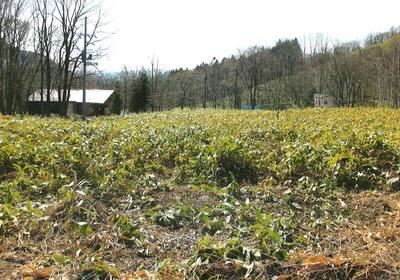 Forest land to enjoy the great outdoors of Eastern Hokkaido — Image 1, Teshikaga, Hokkaido