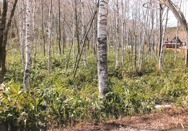 Forest land to enjoy the great outdoors of Eastern Hokkaido - Thumbnail 3