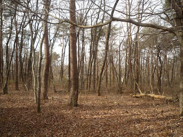 A large land rare in the Nasu area where public water supply can be drawn - Thumbnail 4