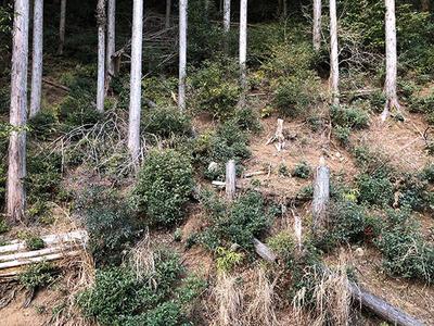 Modern gassho-zukuri on the southern slope where the water of the mountain flows — Image 4, Hanno, Saitama