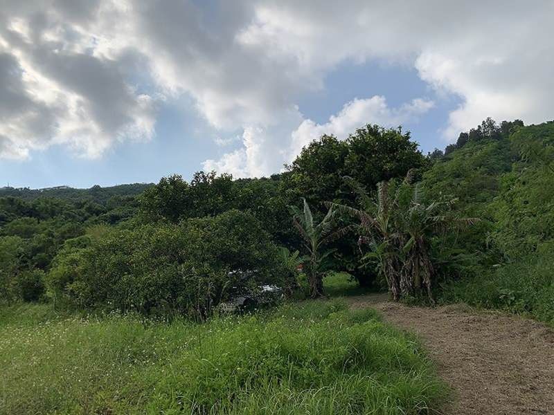 Organic Fruit Tree Farmland for Sale in Nakagusuku, Okinawa - Thumbnail 3