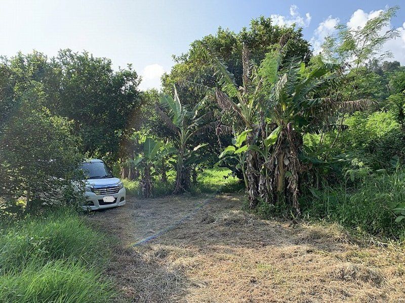 Organic Fruit Tree Farmland for Sale in Nakagusuku, Okinawa - Thumbnail 4