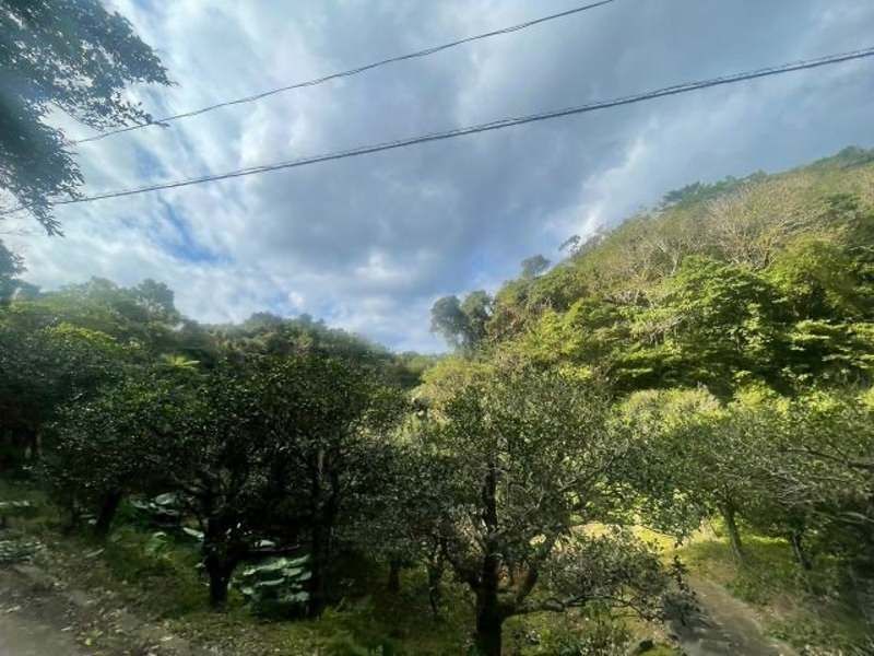 23,456 sqm Forest Land for Sale in Ogimi Village, Okinawa - Thumbnail 4