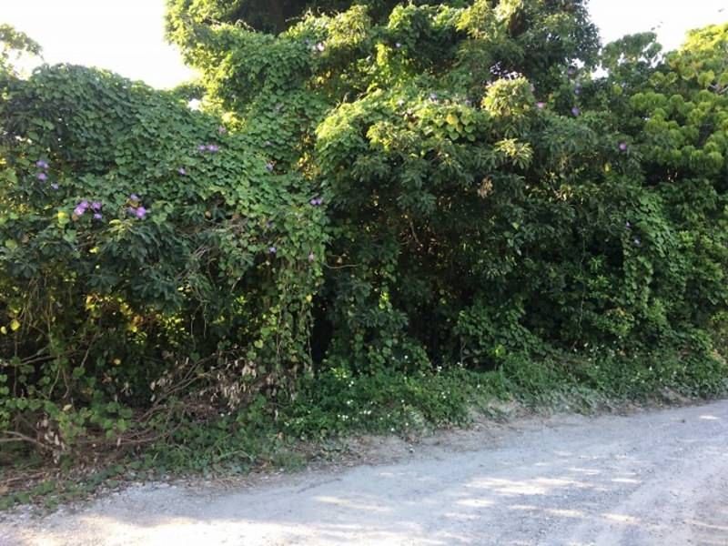 179 sqm Cemetery Land for Sale in Nakagusuku Village, Okinawa - Thumbnail 4