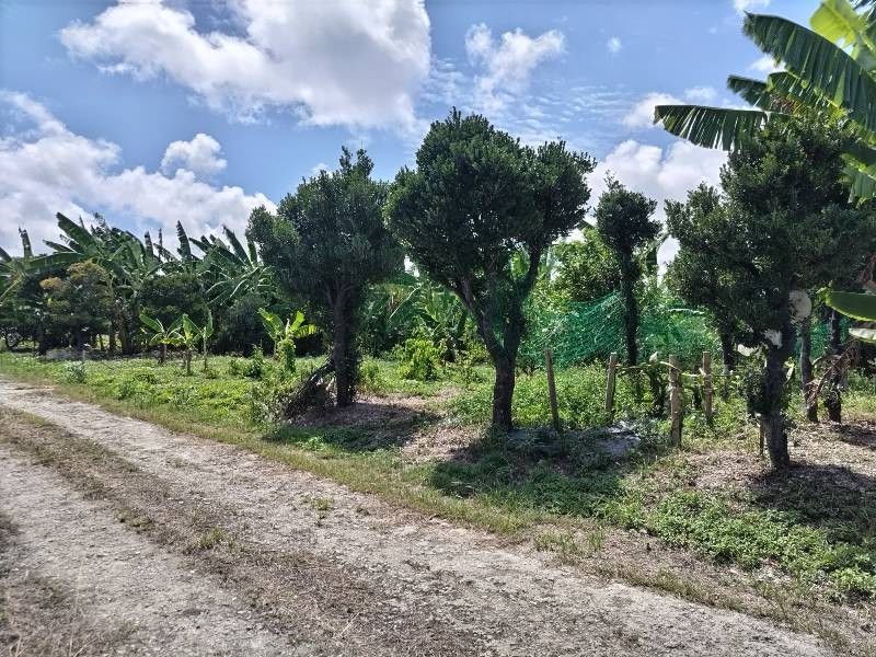 642 sqm Farmland for Sale in Tomigusuku, Okinawa - Article 5 Application - Thumbnail 2