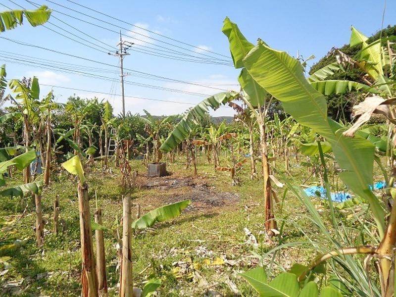 Farmland for Sale in Higashi Village, Okinawa - 978 sqm Plot - Thumbnail 3