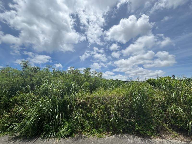 Agricultural Land for Sale in Taba, Uruma City, Okinawa - 1,736 sqm - Thumbnail 3