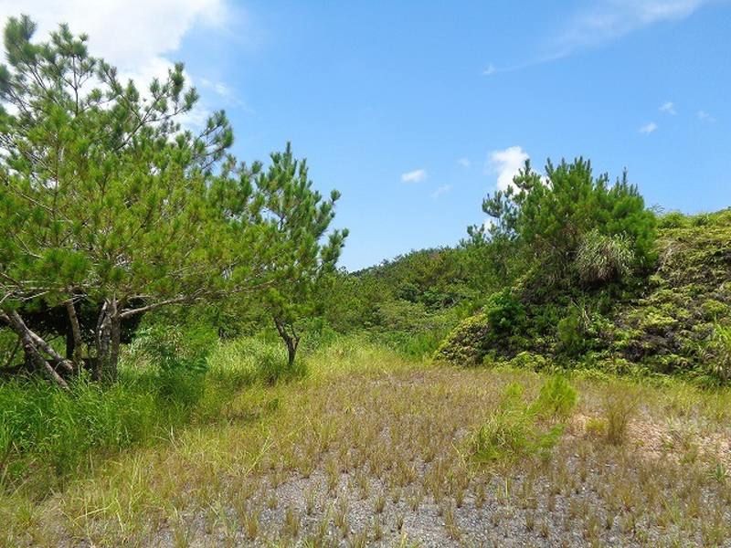 18,091 sqm Forest Land for Sale in Ogimi Village, Okinawa - Thumbnail 4