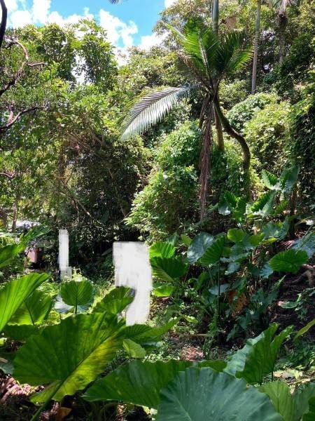 Land for Sale in Takasato, Ogimi Village, Okinawa - 685 sqm - Thumbnail 3