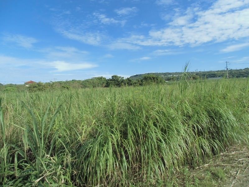 Agricultural Land for Sale in Itoman City, Okinawa - 2128 sqm - Thumbnail 3