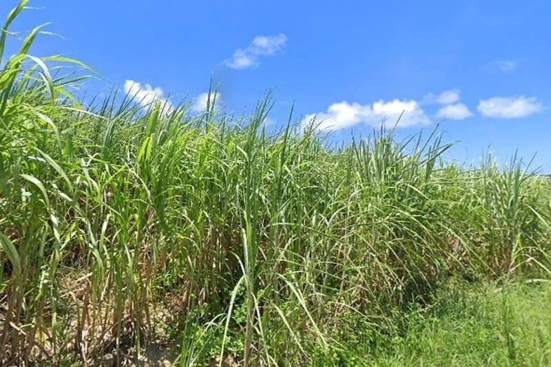 773 Tsubo Farmland for Sale in Makabe, Itoman, Okinawa - Thumbnail 3