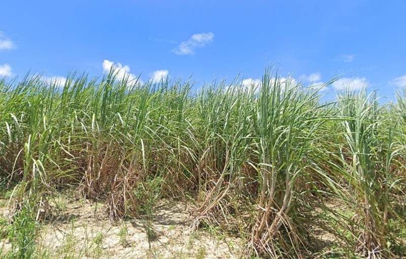 773 Tsubo Farmland for Sale in Makabe, Itoman, Okinawa - Thumbnail 2