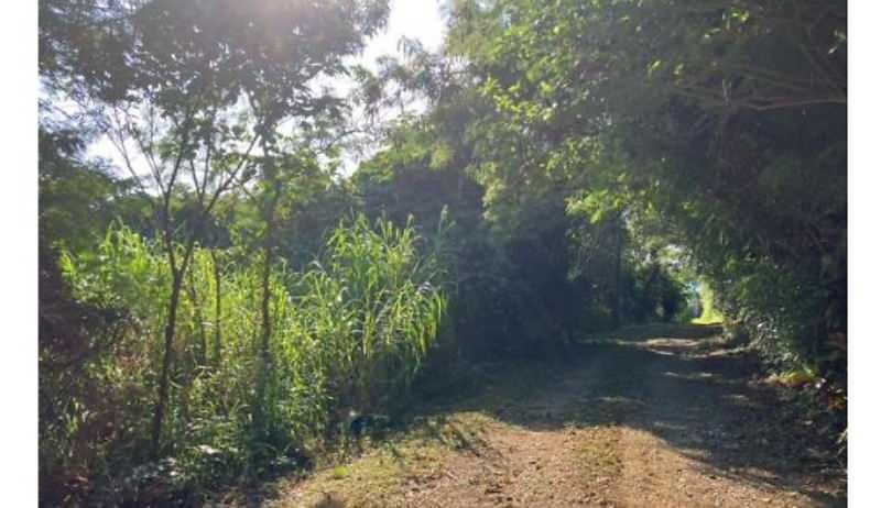 18,409 sqm Land for Sale in Ginoza Village, Okinawa - Thumbnail 2