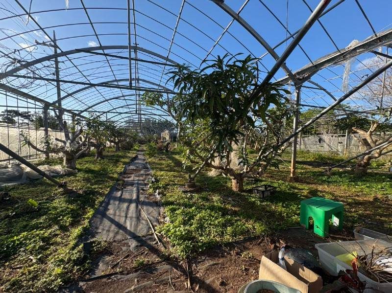 1,322 sqm Land for Mango Farm with House in Ogimi Village, Okinawa - Thumbnail 4