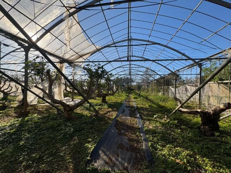 1,322 sqm Land for Mango Farm with House in Ogimi Village, Okinawa - Thumbnail 3