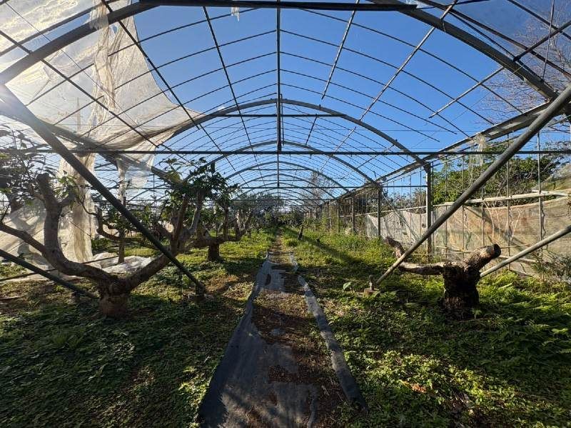1,322 sqm Land for Mango Farm with House in Ogimi Village, Okinawa - Thumbnail 2