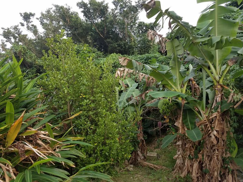 Land for Sale in Yaese Town, Okinawa - 92.5 Tsubo Plot - Thumbnail 2