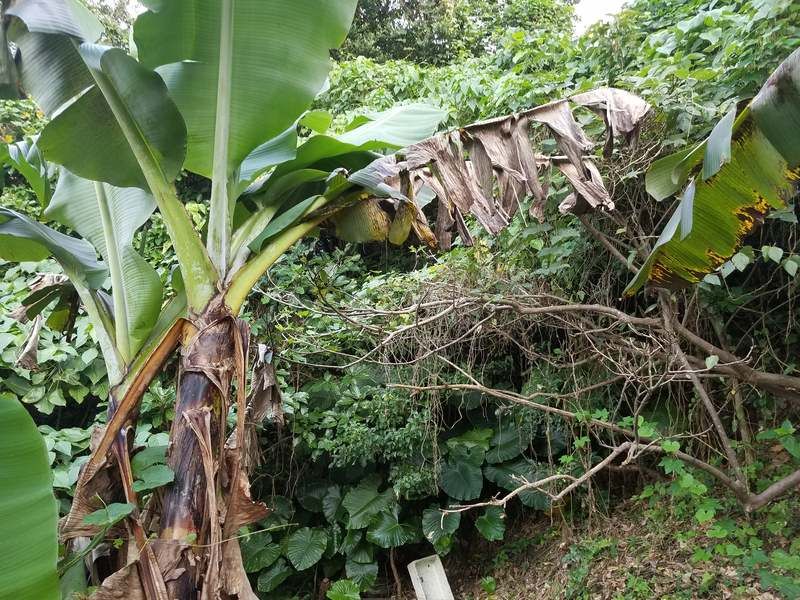 Land for Sale in Yaese Town, Okinawa - 92.5 Tsubo Plot - Thumbnail 3