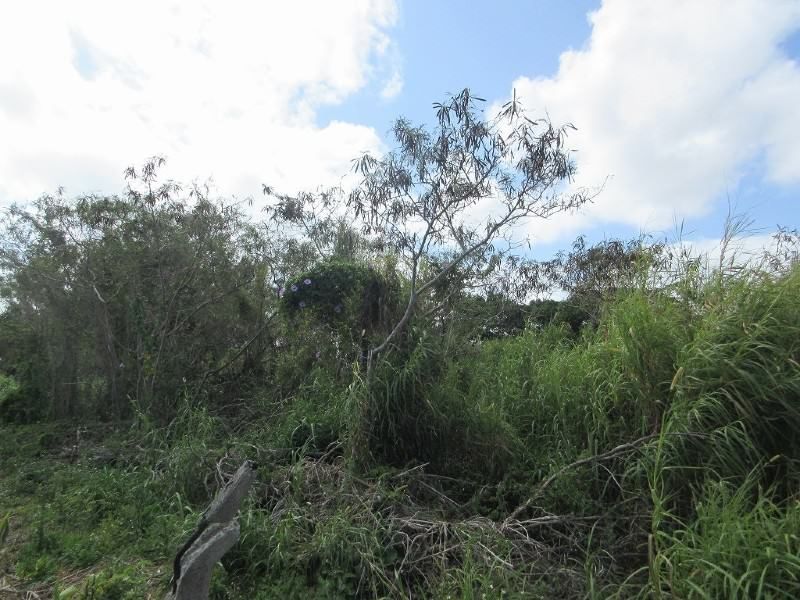 1,040 sqm Farmland for Sale in Kin Town, Okinawa - 1.6M Yen - Thumbnail 2