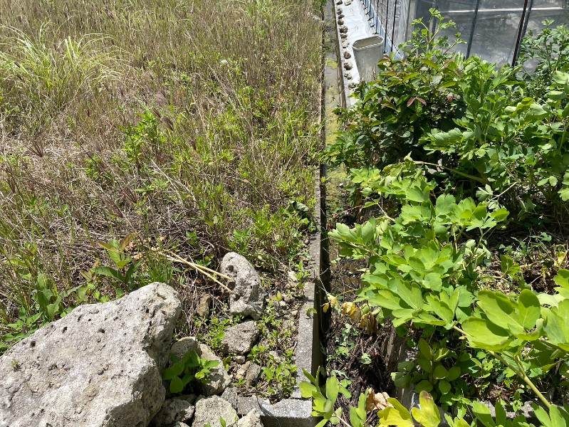 516.9 Tsubo Agricultural Land for Sale in Nanjo City, Okinawa - Thumbnail 4