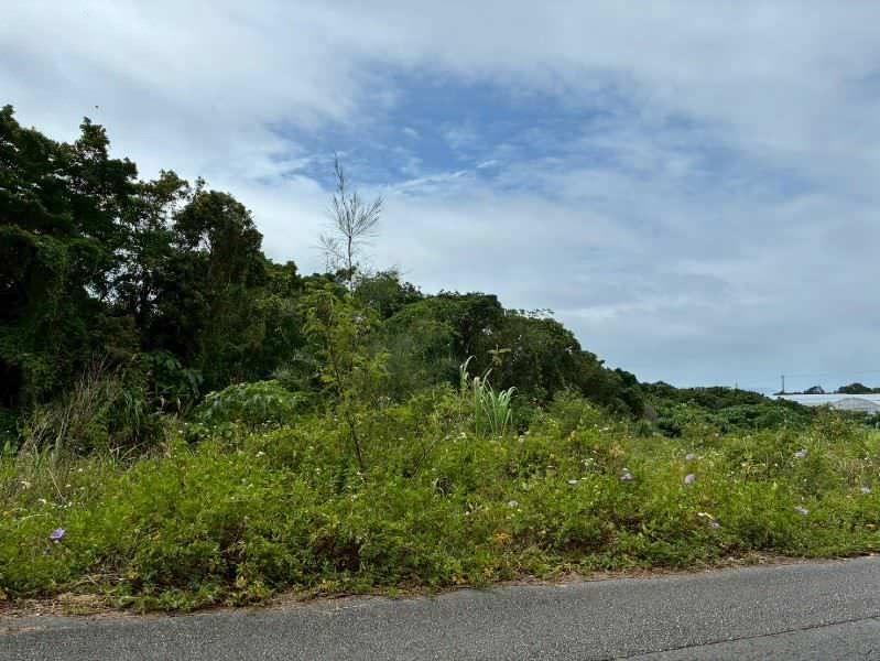 Large Land Parcel in Ginoza Village, Okinawa – 1,894 sqm - Thumbnail 4