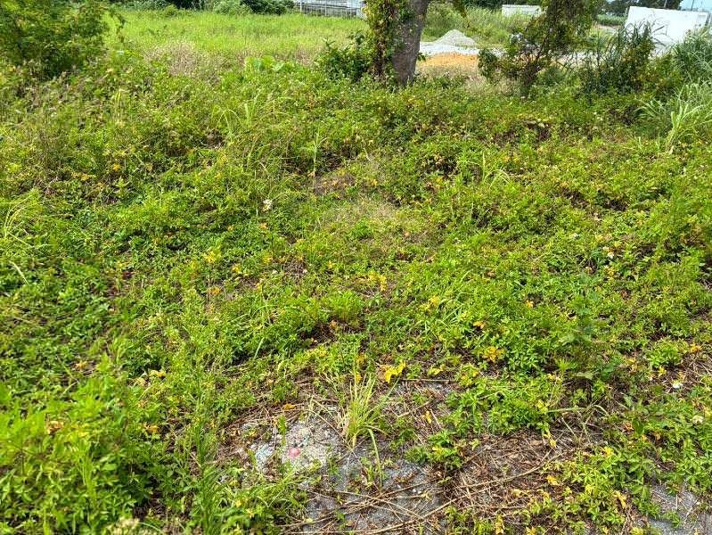 Large Land Parcel in Ginoza Village, Okinawa – 1,894 sqm - Thumbnail 3