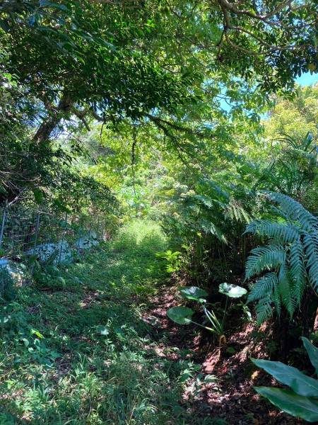 5,074 sqm Land for Sale in Ogimi Village, Okinawa - Thumbnail 4