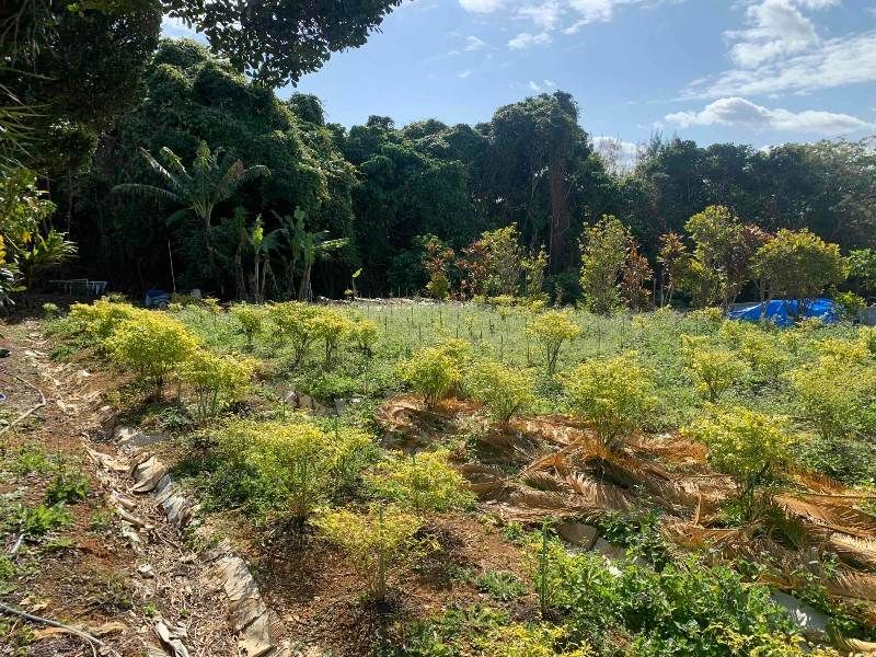 315.08 sqm Flat Residential Land for Sale in Ginoza Village, Okinawa - Thumbnail 2