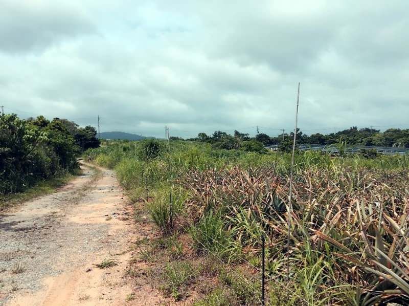 35,612 sqm Pineapple Farm Land for Sale in Higashi Village, Okinawa - Thumbnail 3