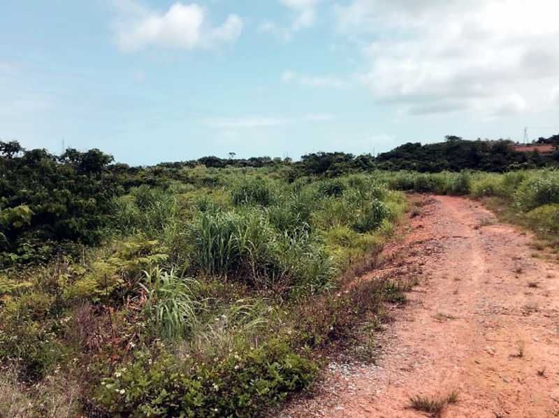 35,612 sqm Pineapple Farm Land for Sale in Higashi Village, Okinawa - Thumbnail 2