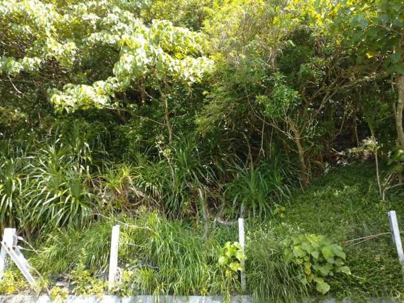 Land for Sale in Tsuha, Ogimi Village, Okinawa - 304 sqm Plot - Thumbnail 3