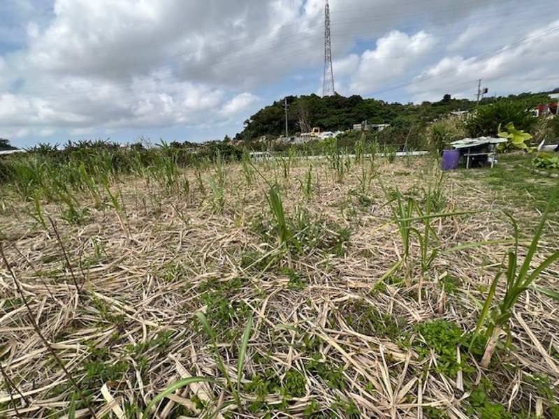 Farmland for Sale in Haebaru Town, Okinawa - 1019 sqm - Thumbnail 3