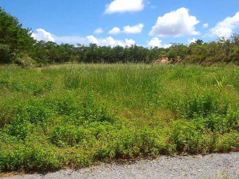 9,683 sqm Farmland for Sale in Higashi Village, Okinawa - Thumbnail 4